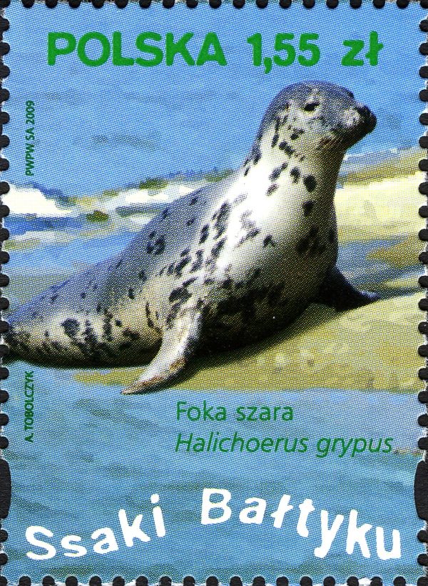 Gray Seal (Halichoerus grypus)