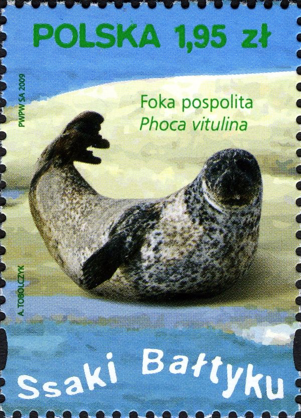 Harbor Seal (Phoca vitulina)