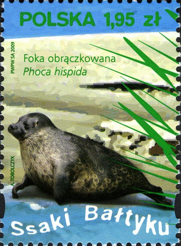 Caspian Seal (Phoca hispida)