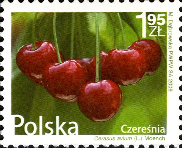 Cherry (Prunus avium)