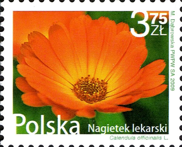 Marigold (Calendula officinalis)