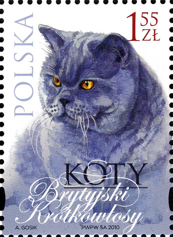 British Shorthair Cat (Felis silvestris catus)
