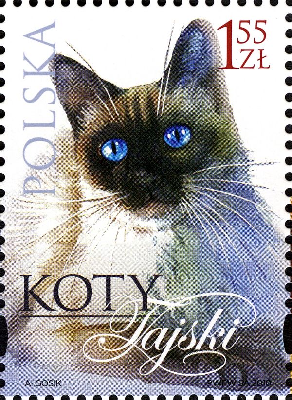 Siamese Cat (Felis silvestris catus)