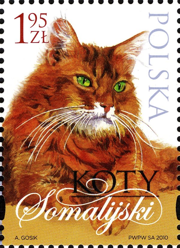 Somalian Cat (Felis silvestris catus)