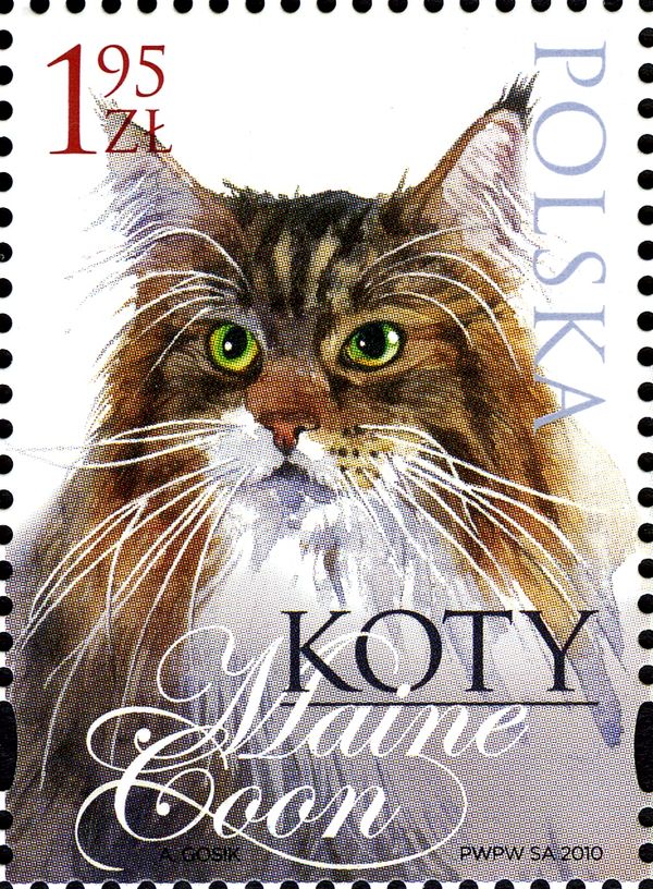 Maine-Coon (Felis silvestris catus)