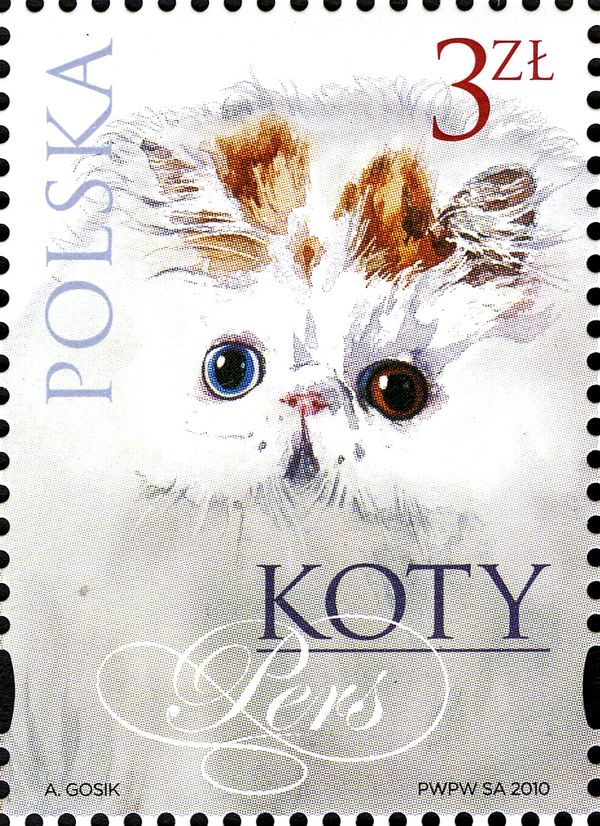 Persian Cat (Felis silvestris catus)
