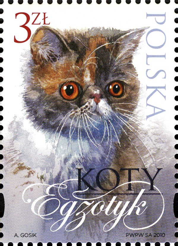 Exotic (Felis silvestris catus)