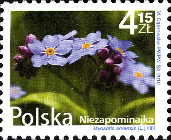 Forget-me-not (Myosotis arvensis)