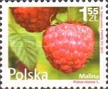 Raspberry (Rubus idaeus)