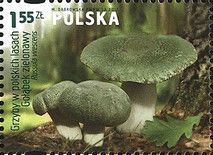 Green Cracking Russla (Russula virescens)
