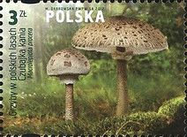 Parasol Mushroom (Macrolepiota procera)