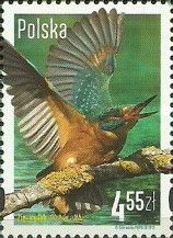 Common Kingfisher (Alcedo atthis)