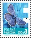 Mazarine Blue (Polyommatus semiargus)