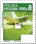 Meadow Grashopper (Chorthippus parallelus)