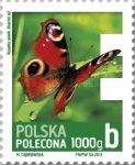 European Peacock (Inachis io)