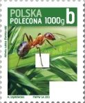 Red Wood Ant (Formica rufa)