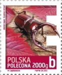 Stag Beetle (Lucanus cervus)