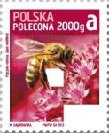 European Honey Bee (Apis mellifera)