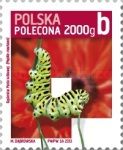 Swallowtail Caterpillar (Papilio machaon)