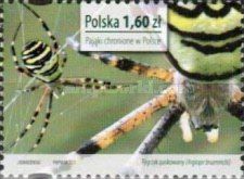Wasp Spider (Argiope bruennichi)