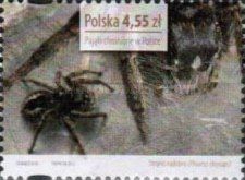 Jumping Spider (Philaeus chrysops)