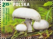 Meadow Mushroom (Agaricus campestris)