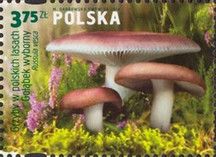 Meat-red Dumpling Ring (Russula vesca)