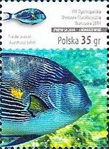 Red Sea Surgeon (Acanthurus sohal)