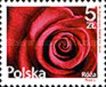 Rose (Rosa L.)