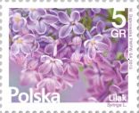 Syringa L.