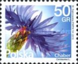 Coneflower (Centaurea cyanus)