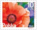 Poppy (Papaver rhoeas)