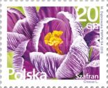 Saffron Crocus (Kwiaty i owoce)