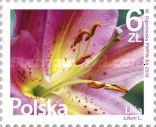 Lily (Lilium sp.)