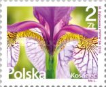 Iris (Iris sp.)