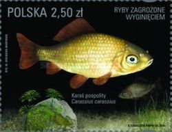 Carassius carassius