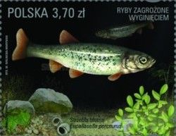 Rhynchocypris percnurus