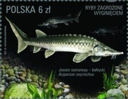 Acipenser oxyrinchus