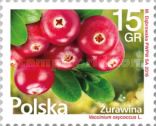 Small cranberry (Vaccinium oxycoccus)