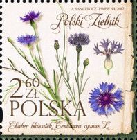 Cornflower (Centaurea cyanus)