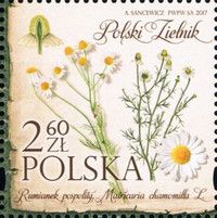 Chamomile (Matricaria chamomilla)