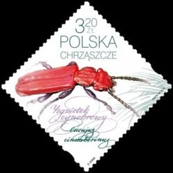 Beetle (Cucujus cinnaberinus)