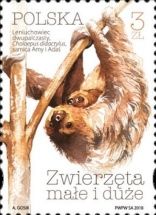 Linneaus's Two-toed sloth (Choloepus didactylus)