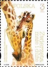 Giraffe (Giraffa camelopardalis)