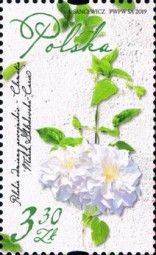 Clematis Varieties of Poland