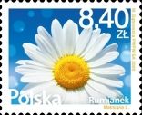 Chamomile (Asteraceae)