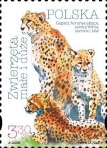 Cheetah (Acinonyx jubatus)