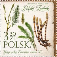 Common Horsetail (Equisetum arvense)