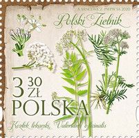 Valerian (Valeriana officinalis)