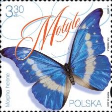 Helena Morpho (Morpho helena)
